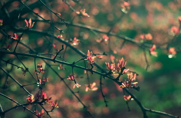 Spring time. Blossom plants closeup