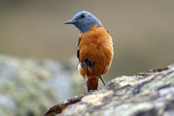 A red rocker perches on the rocks in the sierra of Ávila