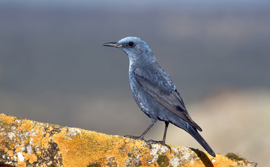 A lone rockfish perches on a rock in the field