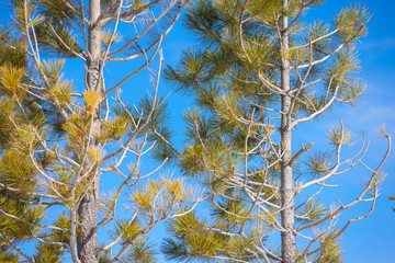 Pine trees on blue sky