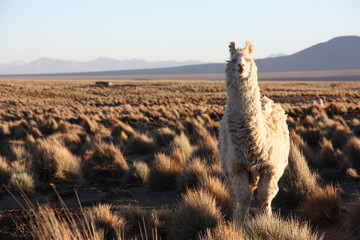 A white, furry Lama looks quisically into the lens in the golden Altiplano in Bolivia