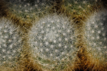 Close-up of cactus tropical plant with sharp spines