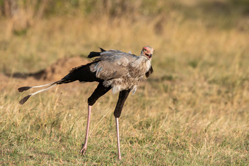 A Secretary bird searching for food in the plains of Masai Mara National Reserve during a wildlife safari