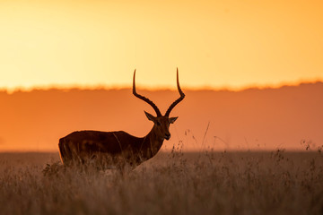 A male impala grazing in the plains of Africa inside Masai Mara National Reserve during a wildlife safari