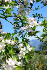 Fototapeta premium Apfelbaumblüten in Südtirol