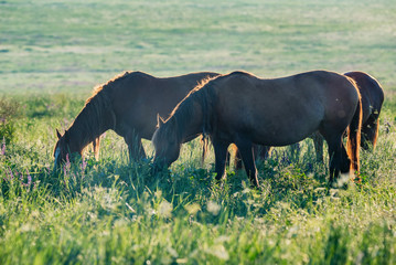Several beautiful horses graze in field. Calm spring background
