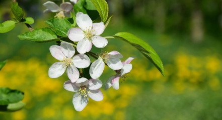 Apfelbaumblüten freigestellt vor einer Löwenzahnwiese