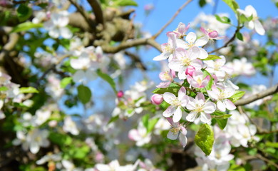 Apfelbaum Blüte - Blütezeit in Südtirol