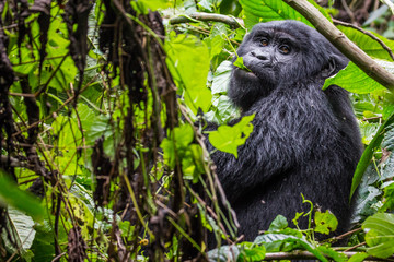A young gorilla eats leaves as it looks into the camera in Uganda