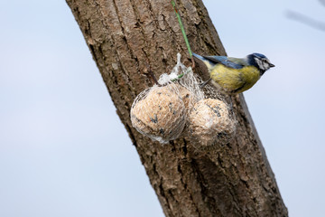 Blue tit ,Cyanistes caeruleus, Parus caeruleus, at the birdhaus in spring