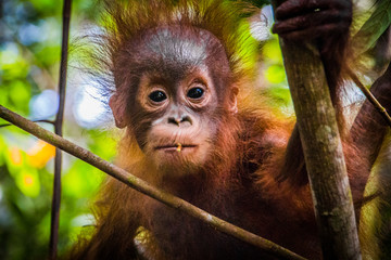 World's cutest baby orangutan looks into camera as it hangs in a tree in the jungles of Borneo © Robert