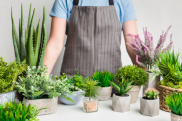 Defocused photo of gardener with evergreen plants in pots