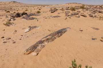 Petrified logs in the desert south of Riyadh