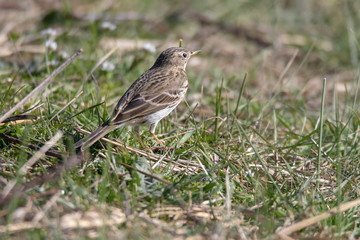 Wiesenpieper