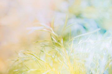 Abstract defocused nature background with grass and bokeh