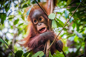 World's cutest baby orangutan hangs in a tree in jungles of Borneo with mouth open