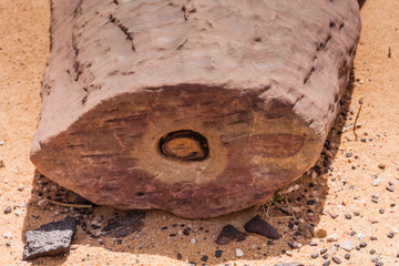 Petrified logs in the desert south of Riyadh