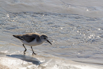 A Sandlerling Walking at Water's Edge