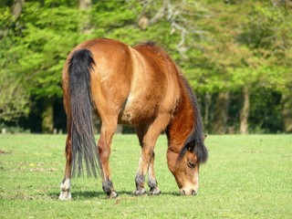 Beautiful brown horse grazing in field at springtime