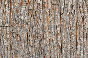 Brown wooden tree bark plank texture background