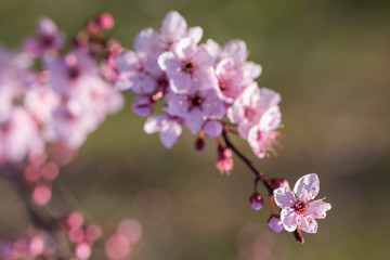 Flores de ciruelo japones en primavera