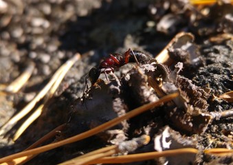 Ant with a Flee for lunch