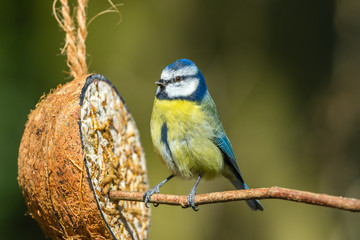 Blue Tit with Coconut Feeder.  Perched on a branch. Close up.
