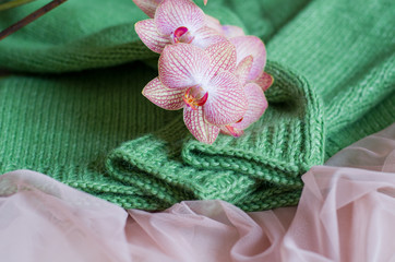 Spring image. Green knitted sweater and orchid