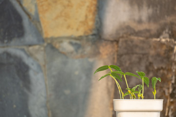 mung bean plants grown in pots at home