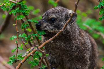 Dassie in Namibia