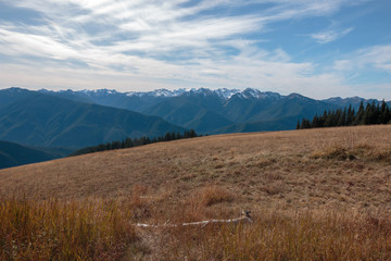 Olympic mountain range view from Hurricane Ridge v2