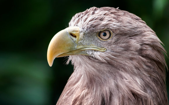 Retrato de pigargo europeo