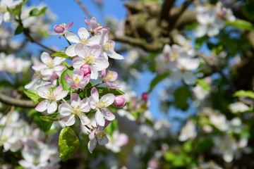 Apfelbaumblüten im Sonnenschein