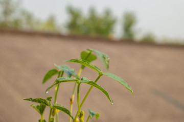 Small greenery that obtained from mung bean plants