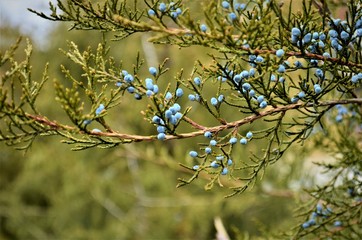 conifer branch with inflorescence