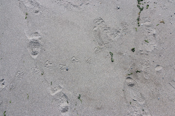 Beach sand background texture with human and bird tracks.