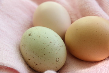 fresh eggs