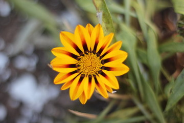 gazania flower nature