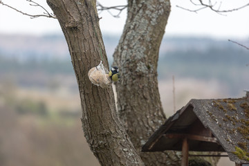 Blue tit ,Cyanistes caeruleus, Parus caeruleus, at the birdhaus in spring