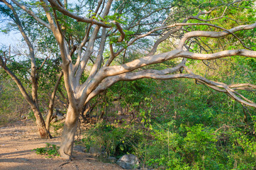 Abstract background and texture of old tree with green bushes in the tropical forest.