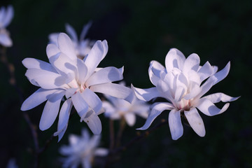 White Magnolia stellata in the rays of the evening sun.