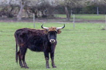 black scottish highlanders in spring meadow