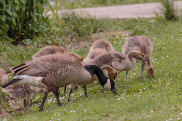 Feending mother goose with goslings