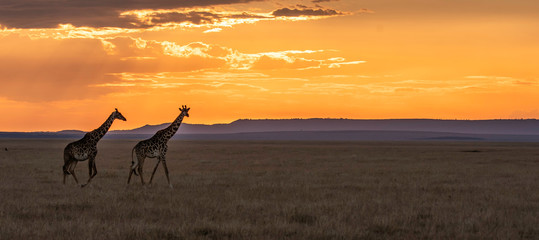 A masai Giraffe walking past the setting sun in the plains of Africa inside Masai Mara National...