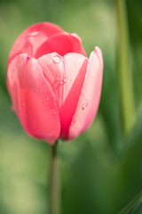 Isolated red or pink tulip closeup with rain drops and bokeh blurred background