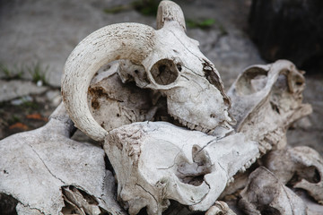 a lot of animal skulls. On top of the sheep's skull