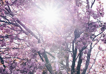 prześwitujące słońce wiosenny dzień drzewo kwitnące © magorzata