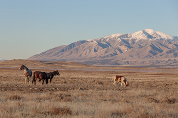 Wild Horses in Winter int he Utah desert