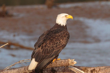 Perched American Bald Eagle v2