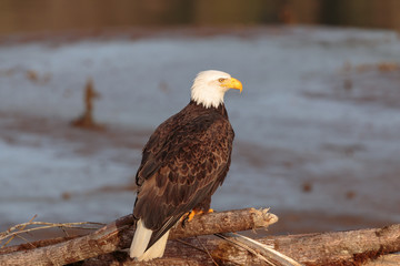 Perched American Bald Eagle